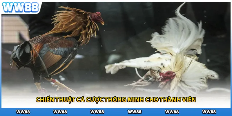 Chiến thuật cá cược thông minh cho thành viên