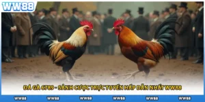 Đá Gà 6789 - Sảnh Cược Trực Tuyến Hấp Dẫn Nhất WW88