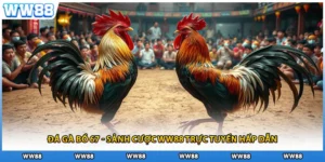 Đá Gà Bồ 67 - Sảnh Cược WW88 Trực Tuyến Hấp Dẫn