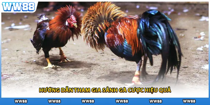 Hướng dẫn tham gia sảnh gà cược hiệu quả