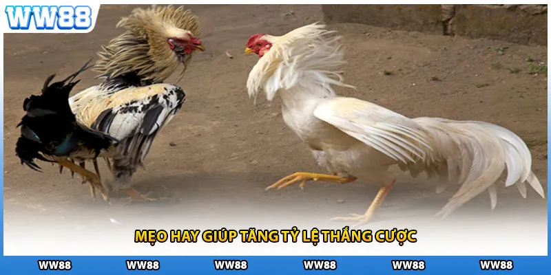 Mẹo hay giúp tăng tỷ lệ thắng cược